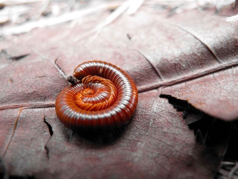 red millipede resting