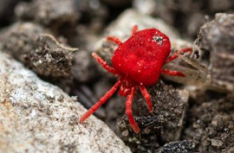 red mite on stone