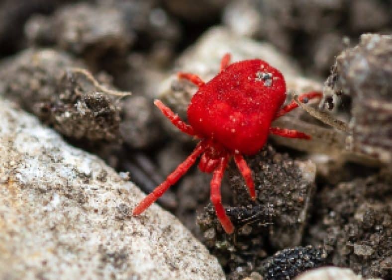 How to Get Rid of Red Mites: Complete Red Mites Control & Prevention Guide