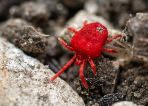 How to Get Rid of Red Mites: Easy Control & Prevention Guide