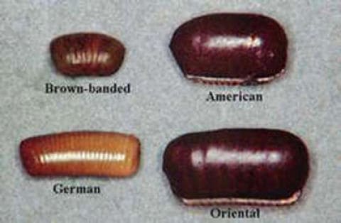 different roach eggs