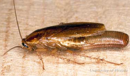 german roach laying an egg