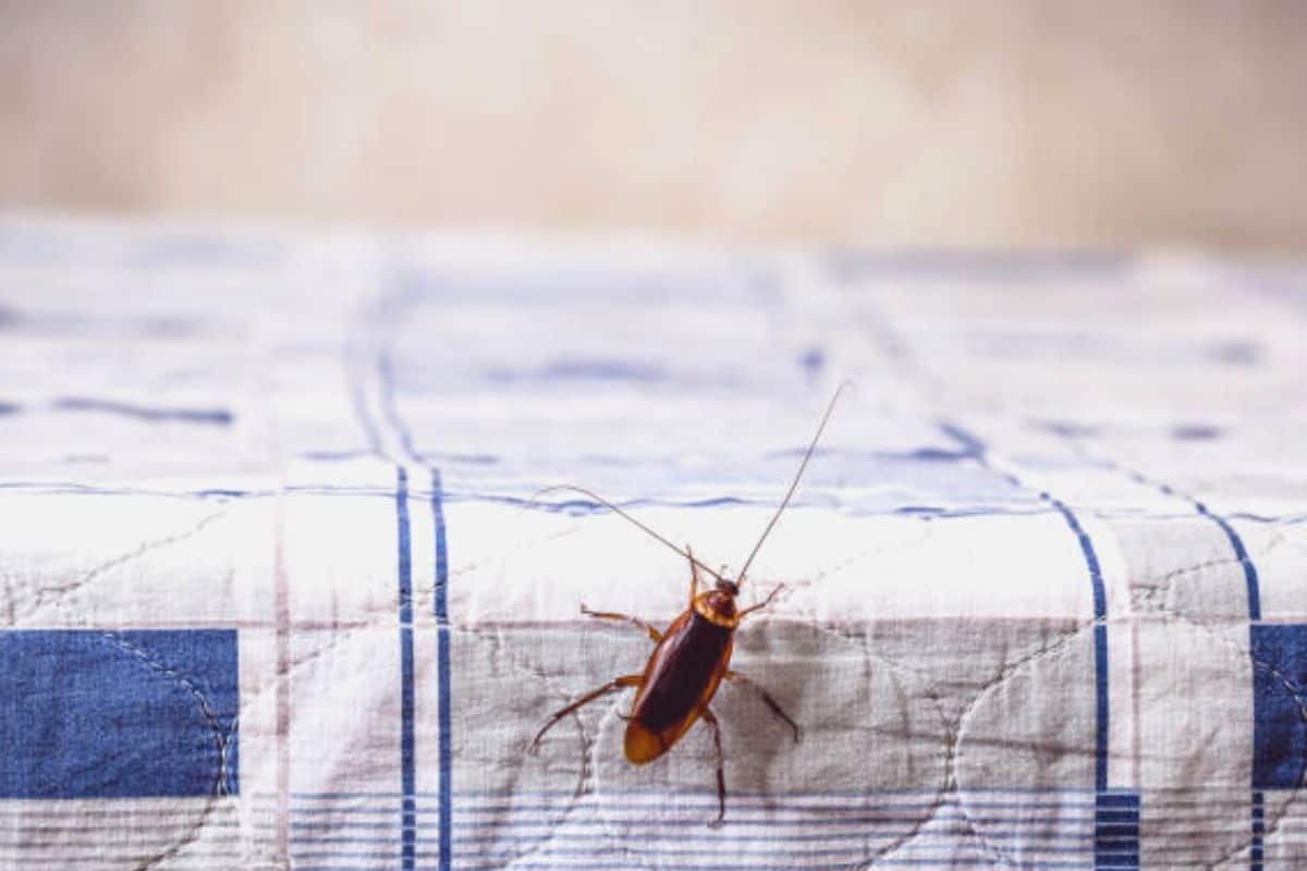 roach on the bed cover