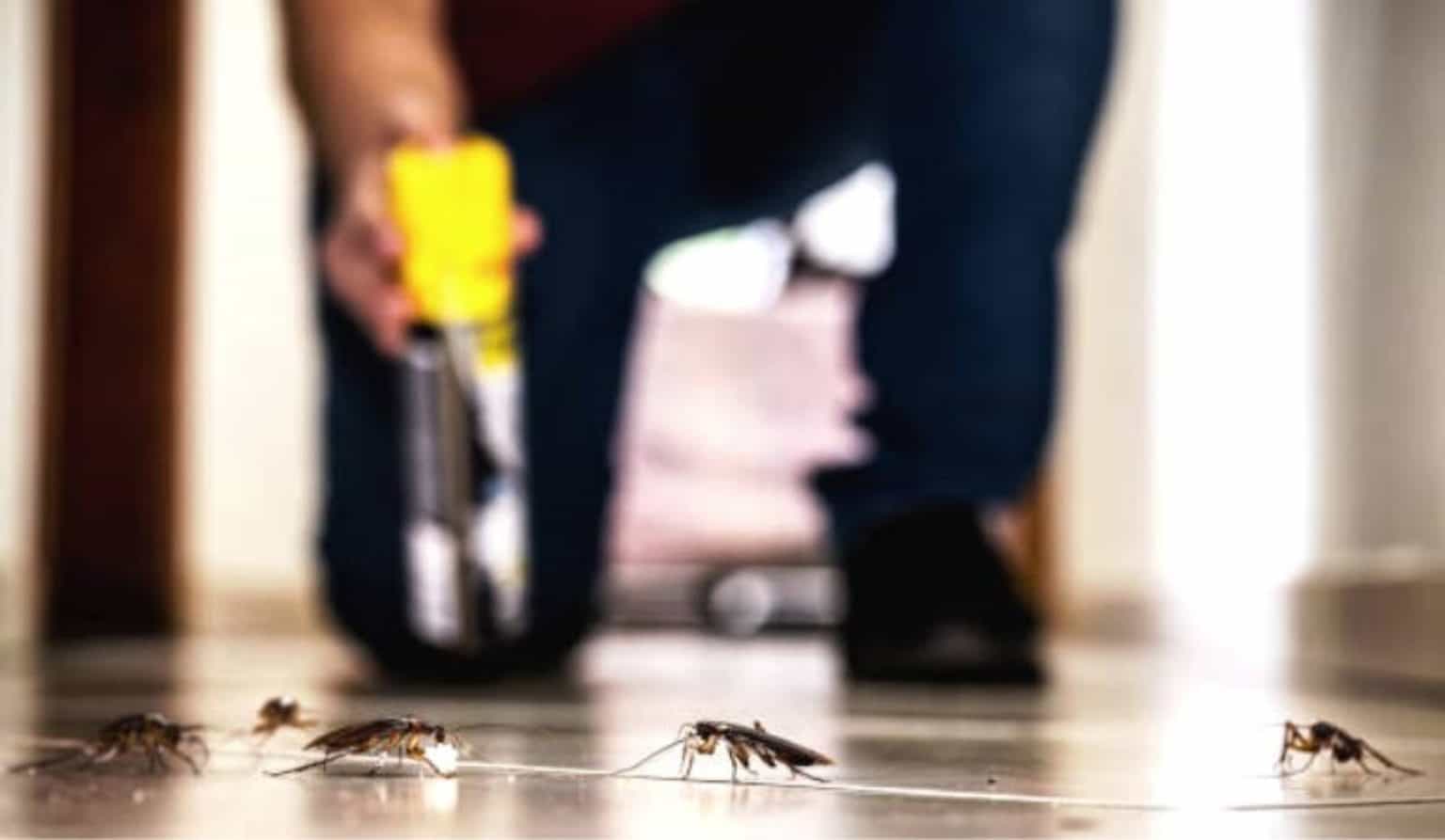 How To Keep Roaches Away In An Apartment