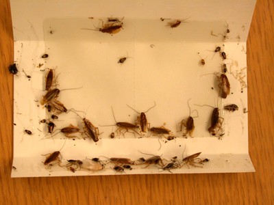 roaches cought on a sticky trap