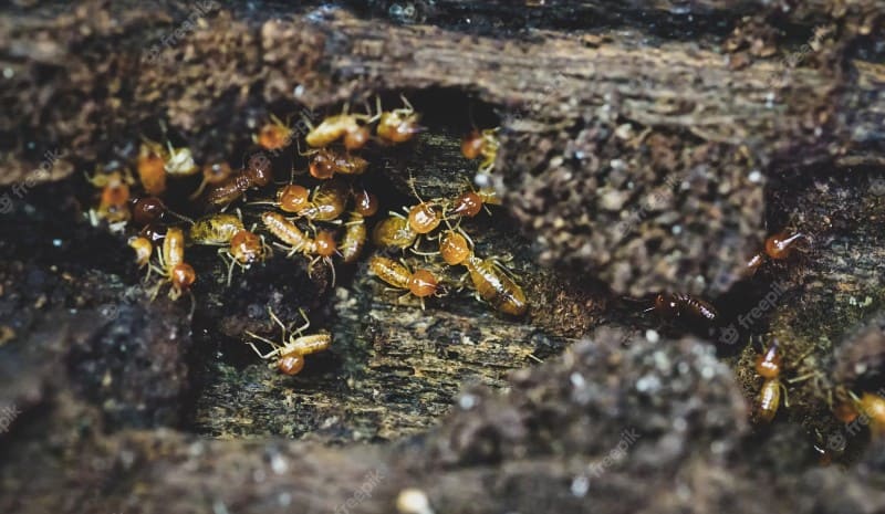 role of diet in termite