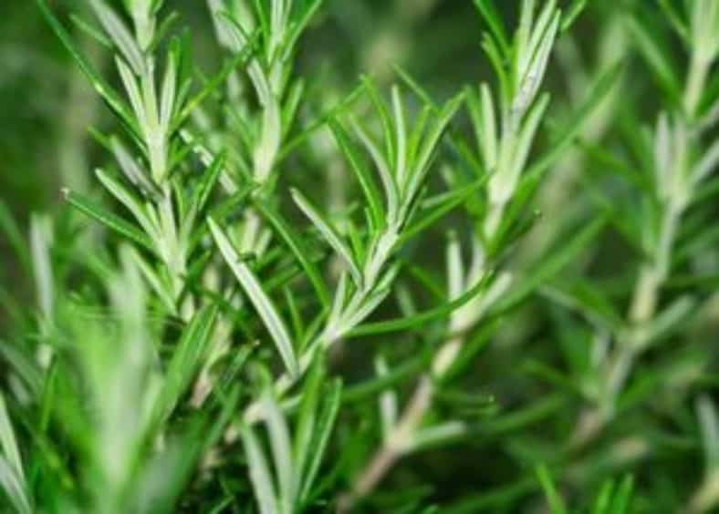 rosemary plants