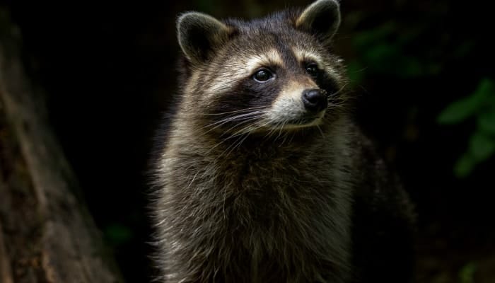 sad raccoon