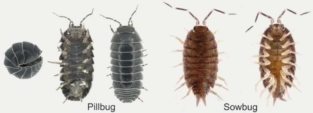 how-to-get-rid-of-pill-bugs-diy-roly-poly-control-guide