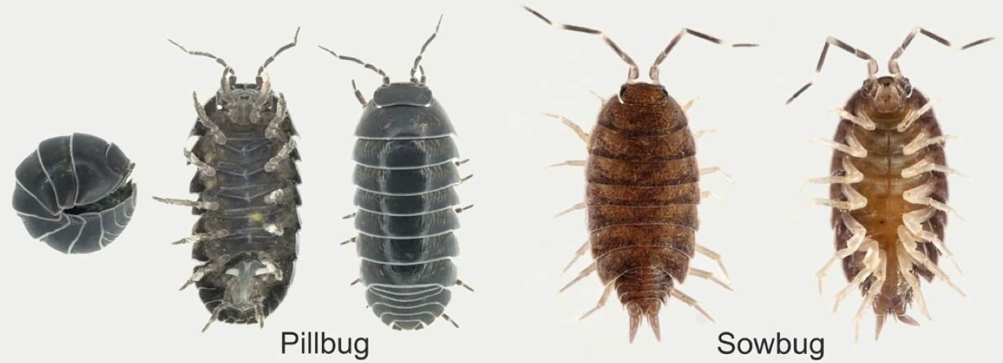 saw bugs vs pill bugs comparison