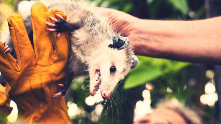 5 Best Possum Repellents in 2021 [Detailed Reviews]