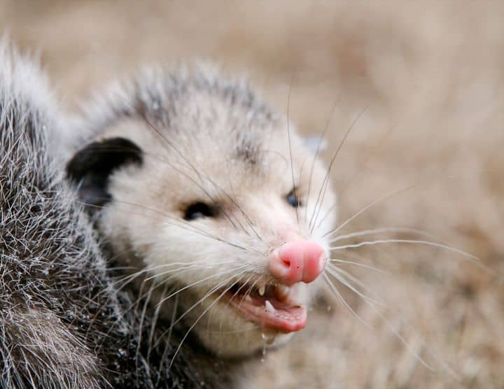 The scary possum. 