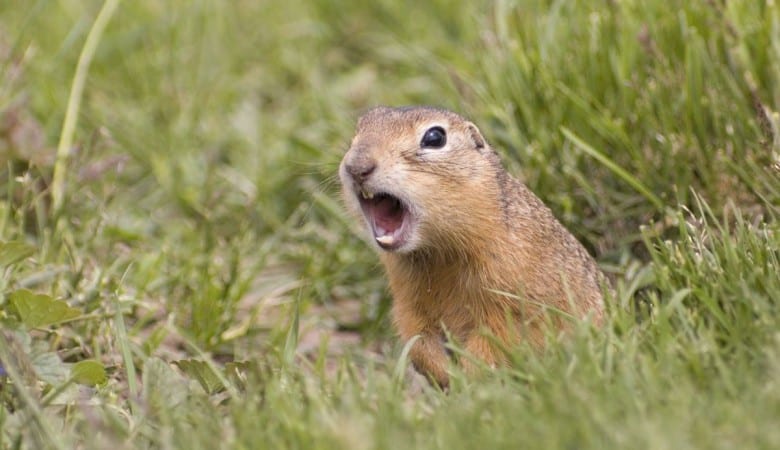 screaming gopher