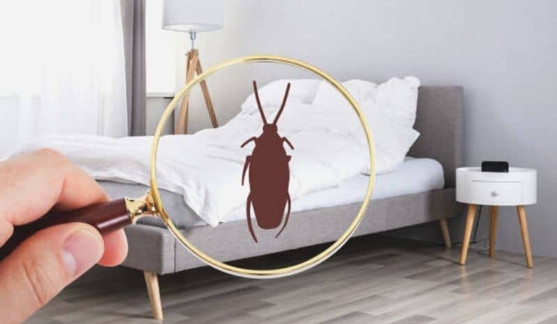 search for cockroaches in the bedroom