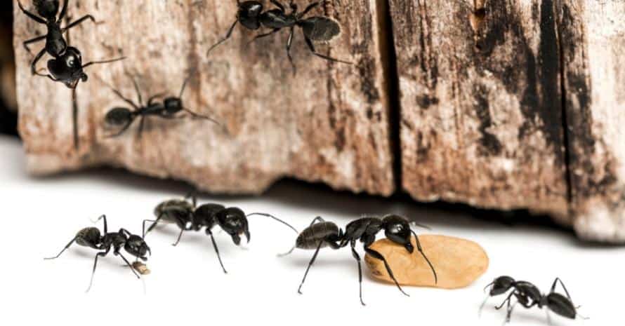 seven black ants
