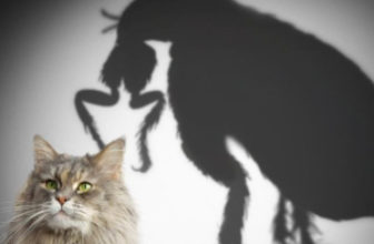 shadow of a flea in background of cat