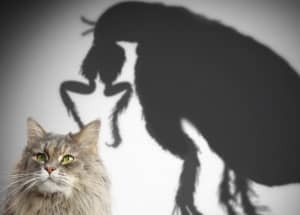 shadow of a flea in background of cat