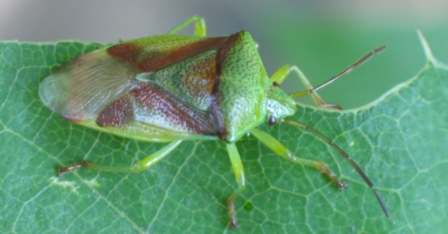 shield bug