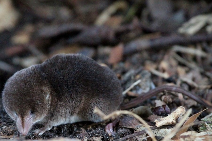 shrew in a forest close view