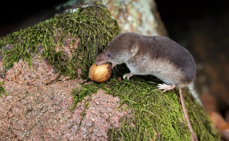 shrew-is-eating