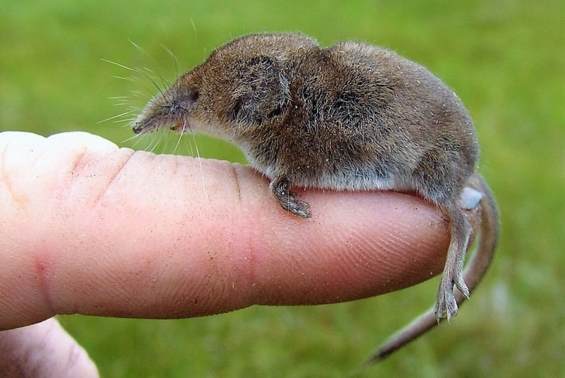 shrew on finger