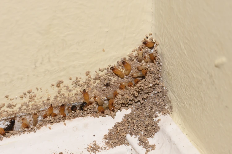 Signs Of Termite Infestation