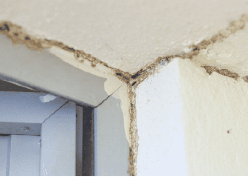 Signs of Termite Infestation