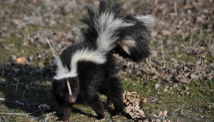 skunk alert