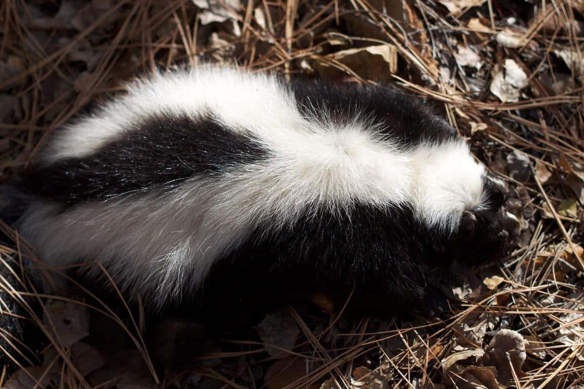 skunk in a forest