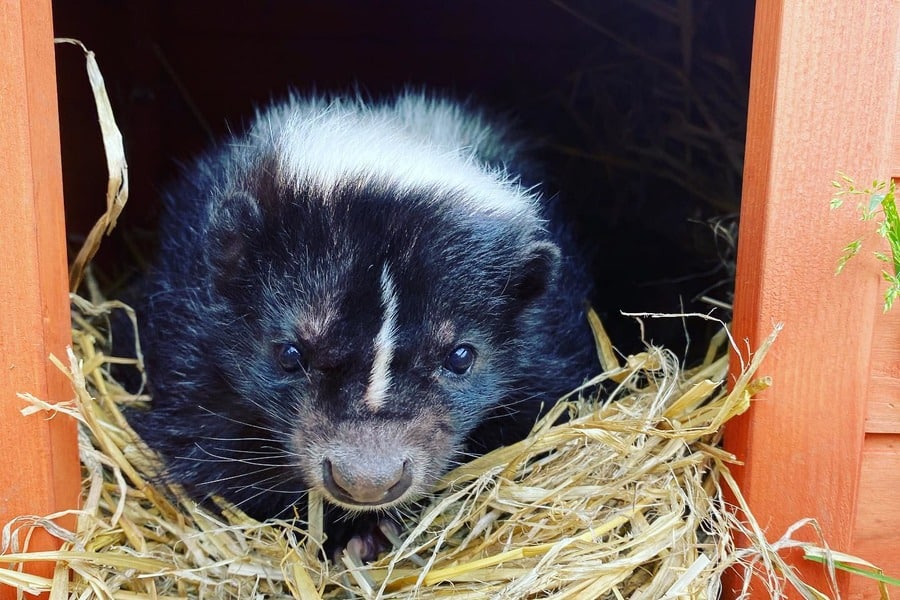 the skunk climbs out of the hole