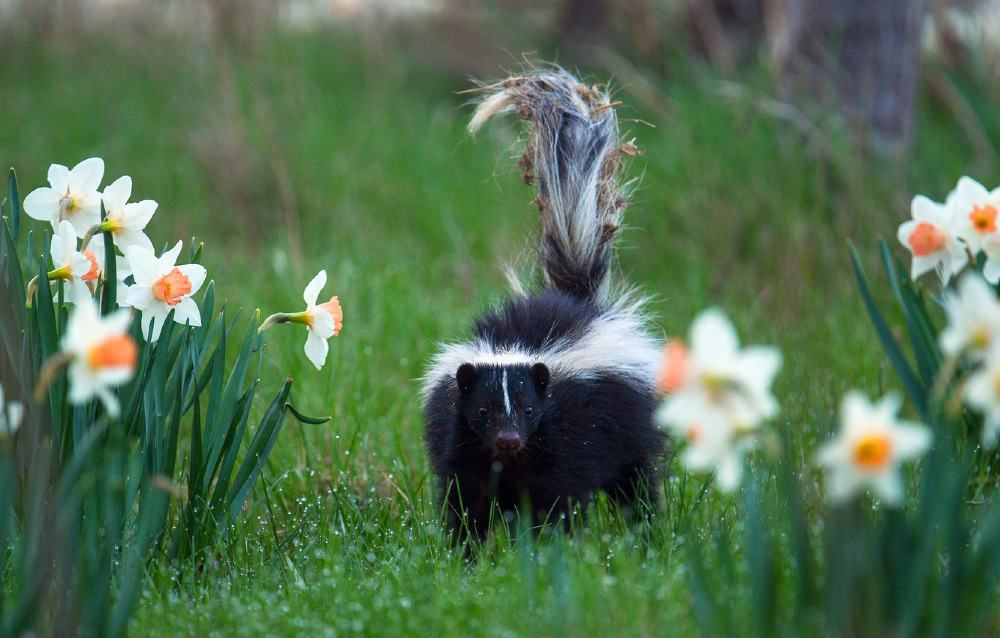 skunk in the garden