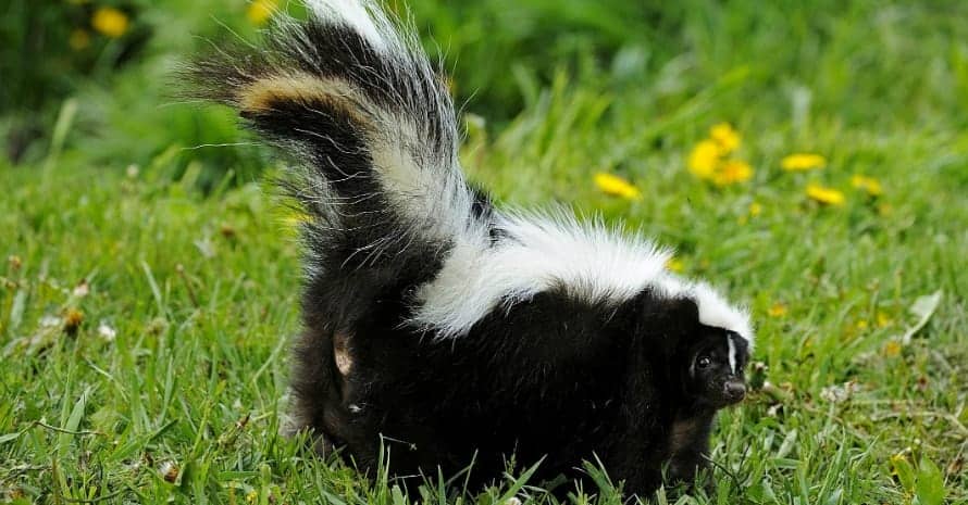 skunk in the grass