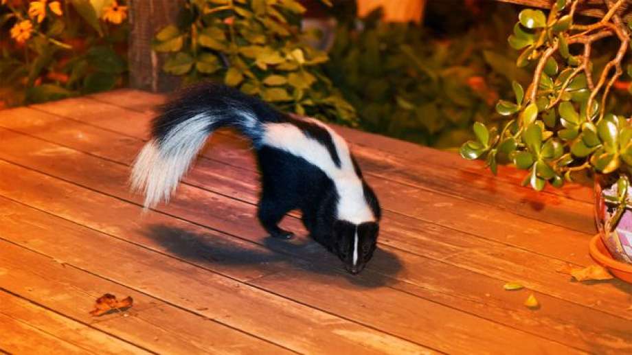 How to Get Rid of Skunks: Safe & Humane Methods