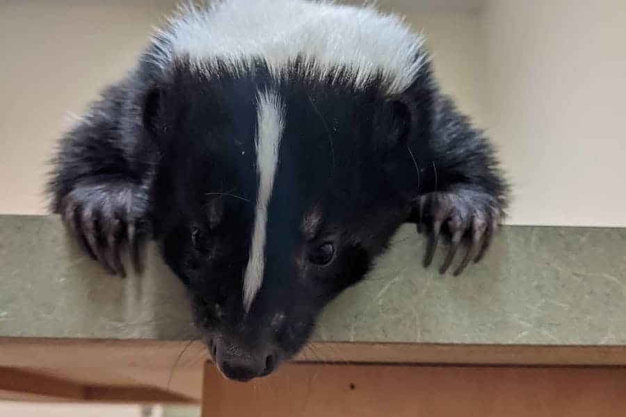 skunk hiding under the deck