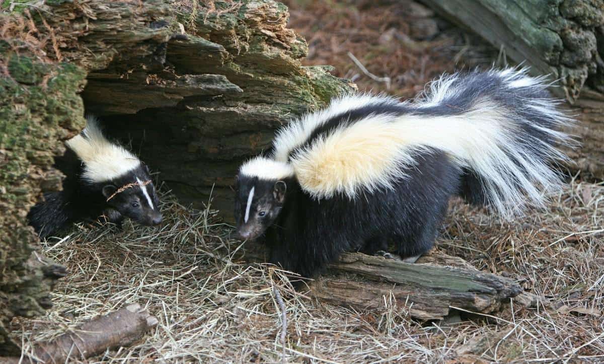 skunk near a hole