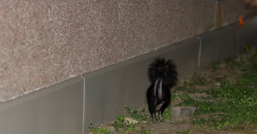 skunk near the house