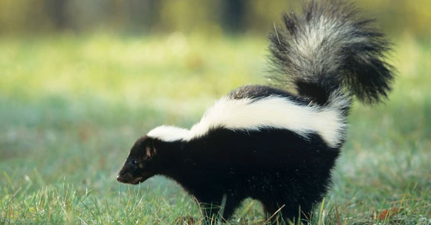 skunk on the grass with a raised tail