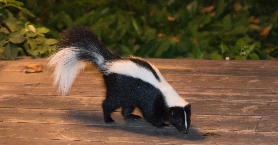 skunk on the porch