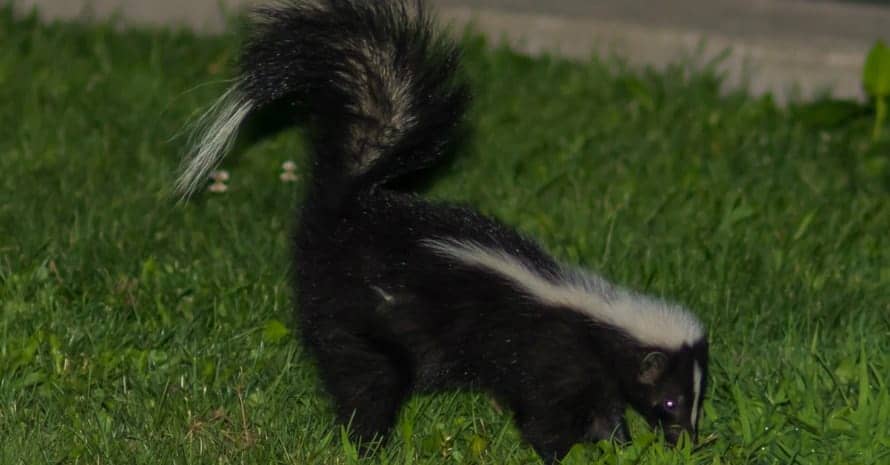 skunk running in the grass