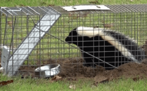 5 Best Skunk Traps in 2020: Safe & Effective Picks