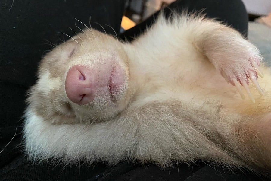 sleeping white skunk