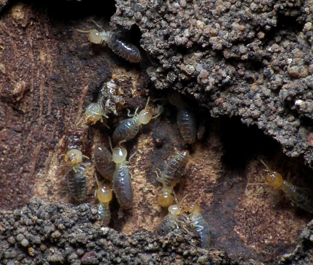 slightly white termites