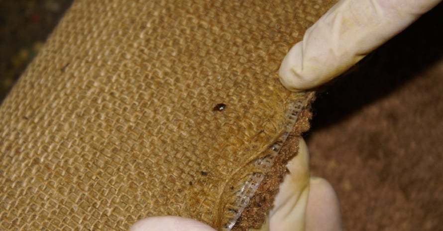 small bed bugs on carpet