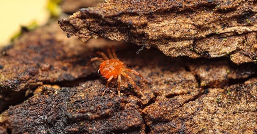 clover mite on tree bark