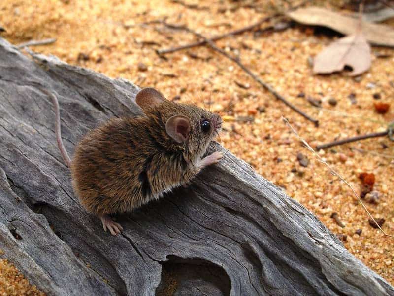 pilliga mouse sitting on wood log