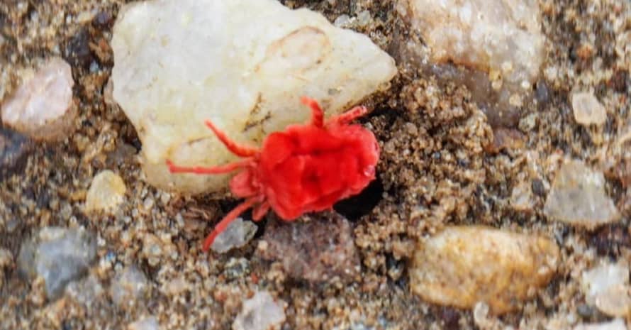 small red mite on stone