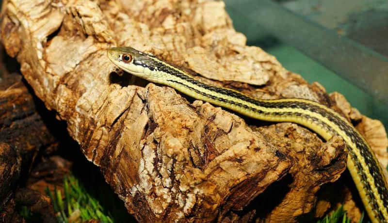 snake-evolution-garter-on-a-branch