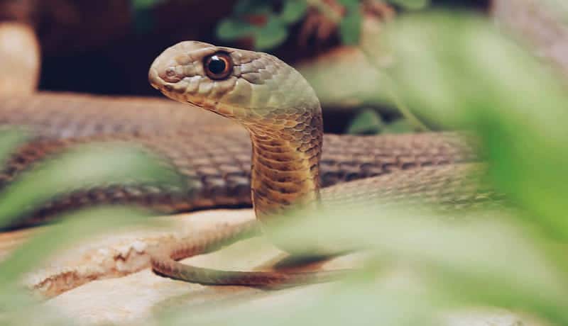 head-of-a-green-snake-in-a-green-forest