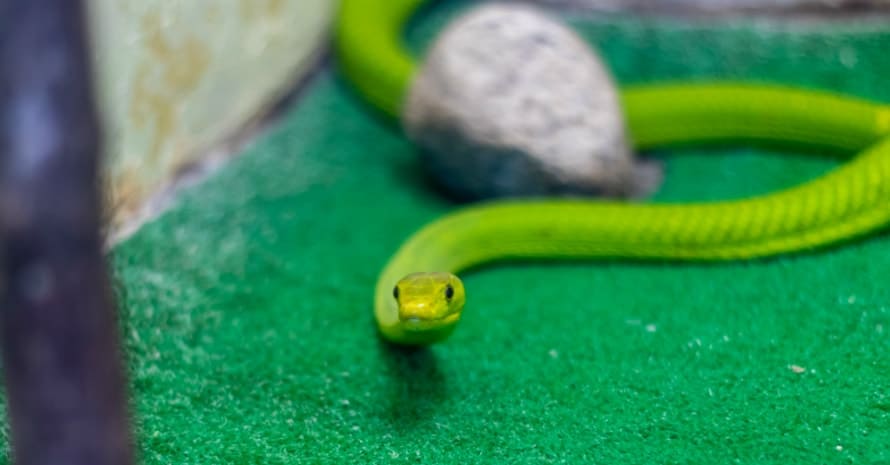 snake near the stone