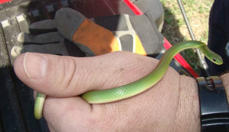 green-little-snake-on-hands